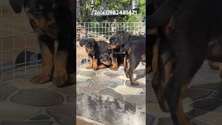 Chó rottweiler tai Đ Nai giá bình dân . Nguyễn côi