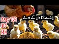 Day 12 Chicks Update Golden Misri  | Golden Misri Farming | Golden Misri Hen | Golden Misri Egg Farm