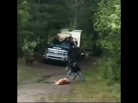 Video: Papá protector tiene enfrentamiento peligroso con oso gigante para salvar la vida de su perro