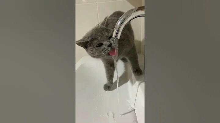 Watch the video about Cat funny shots || funny moments #catlover#viral #animals#youtubeshorts#funny