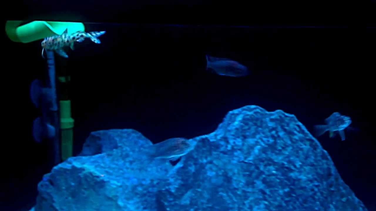 African Cichlids Lake Malawi Catfish Synodontis Njassae YouTube