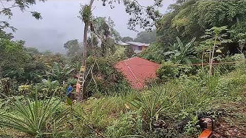 Tree Trimming: How to Direct Broken Branches