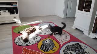 Maine Coon: Mia and O'Mailey (Their first real game) by Awake, alive, blessed, grateful 872 views 1 year ago 1 minute, 31 seconds