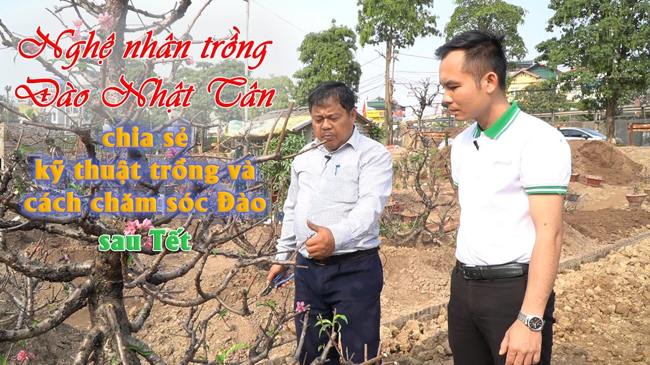 Cách trồng và chăm sóc lại đào sau Tết của nhà vườn || Kỹ thuật trồng đào Nhật Tân