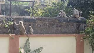 Monkeys🐒 in my garden 🏡 #monkey #হনুমান  #बंदर #semnopithecus entellus #garden #tree #nature
