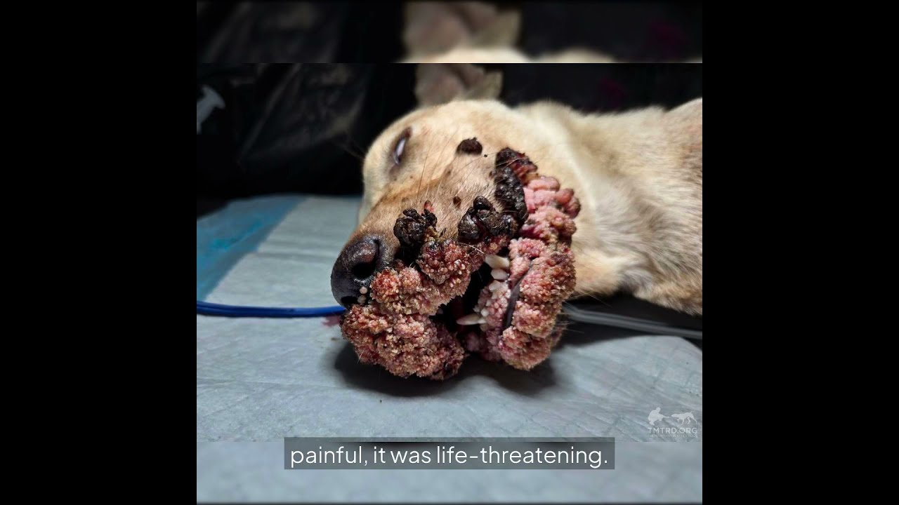 Help Heal White Malt Rescue A Dog S Second Chance At Pain Free Life
