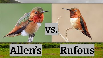 Allen’s Hummingbird vs. Rufous Hummingbird | Bird Comparison