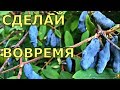 ЖИМОЛОСТЬ. ЧТО НЕОБХОДИМО СДЕЛАТЬ СРОЧНО? Уход, обрезка, размножение.