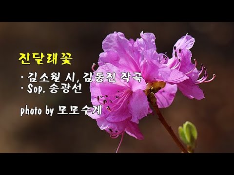 진달래꽃 / <strong>김소월</strong> 시, 김동진 작곡 / Sop  송광선 / SKC오케스트라, 지휘 박은성 &amp;amp; photo by 모모수계