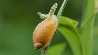 Zombie snail infected by a parasite Leucochloridium paradoxum