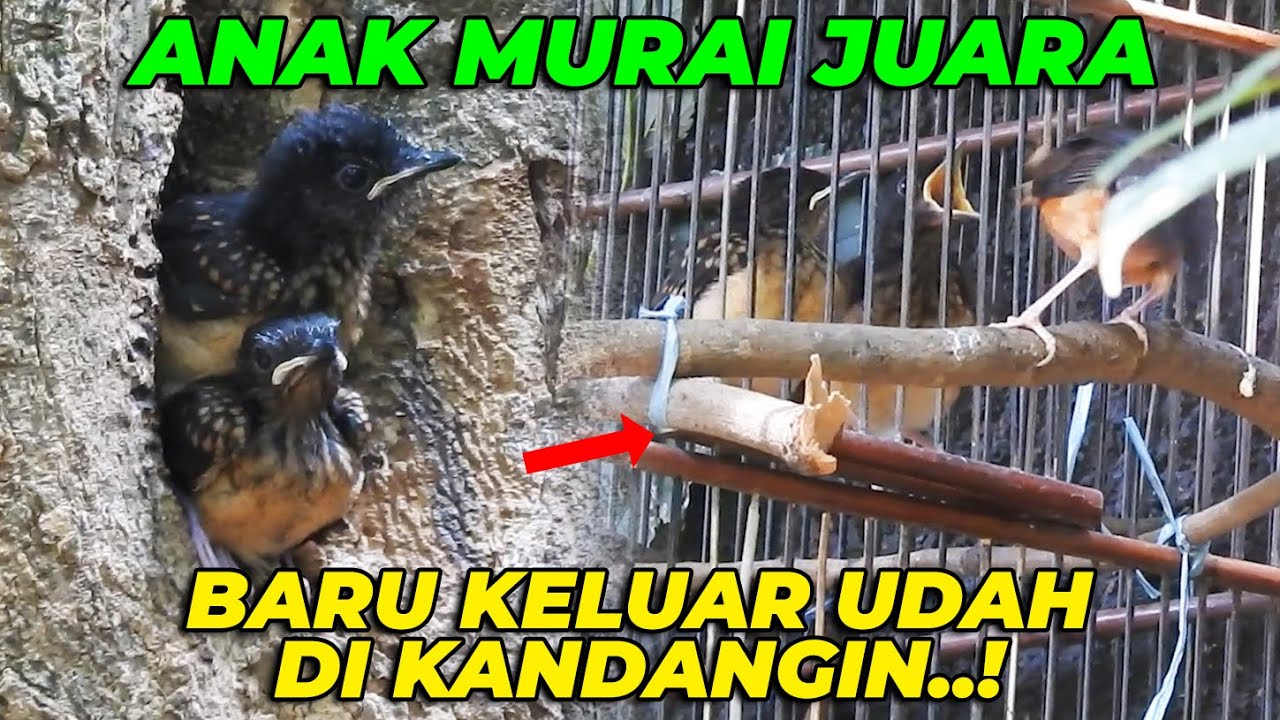 EXCLUSIVE..!! YG DITUNGGU2 AKHIRNYA TERTANGKAP KAMERA..! SANG CALON JUARA TERBANG..!