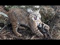 Bobcat Trapping Southern Utah 2019-2020