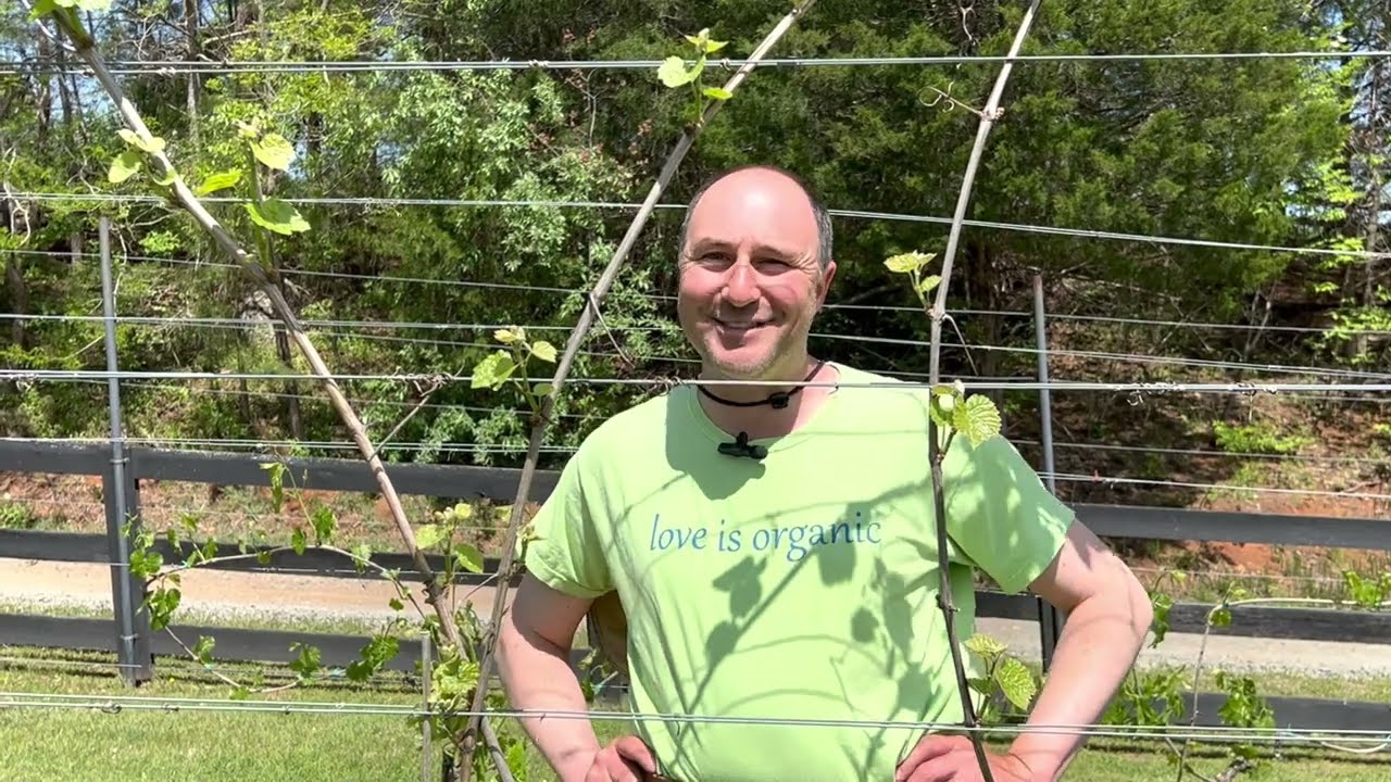 Intro to Grape Vine Cane Pruning #2