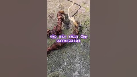 sâm rừng đẹp #sâm_ngọc_linh #sâm_ngọc_linh_rừng #sâm_lai_châu_rừng