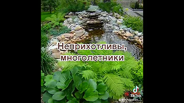🌿Папоротники - реликтовые растения в нашем саду🌿