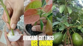 Growing Avocados From Branch Cuttings Using Onion's Natural Hormones