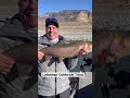 Now thats a trout catch  release