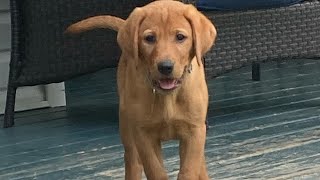 Fox Red Labrador Grey Female 9 weeks by Wild Country Ranch 4,128 views 10 months ago 1 minute, 10 seconds