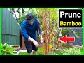 How to Prune / Maintain Large Bamboo Plants (Bamboo Care)