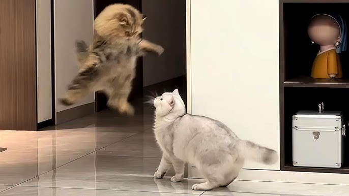 Katta kokrak va yoyilgan oyoqli jingalak ayollarning erotik tasvirlari