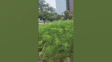 Thumbnail of 강원도아리랑. 송가인.SongHyeon shaking next to Insadong, Seoul. Gangwon-do Arirang. Song Gain