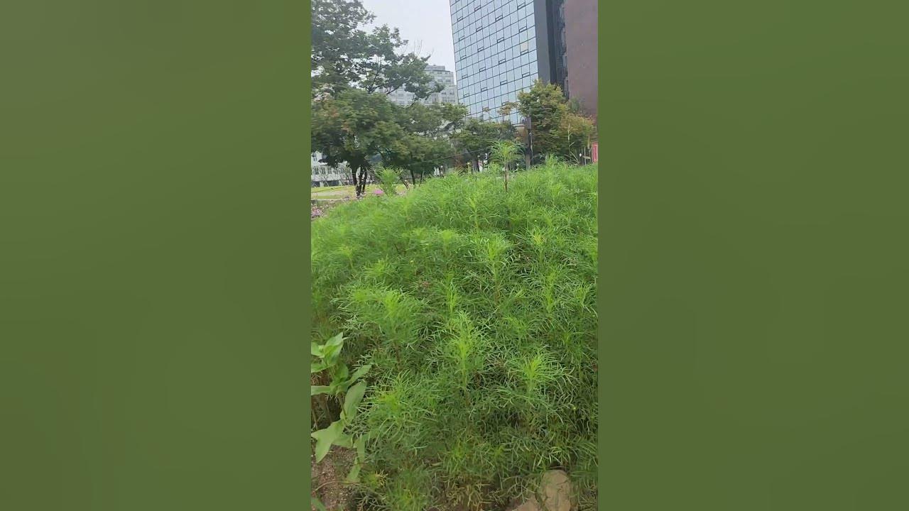 강원도아리랑. 송가인.SongHyeon shaking next to Insadong, Seoul. Gangwon-do Arirang. Song Gain