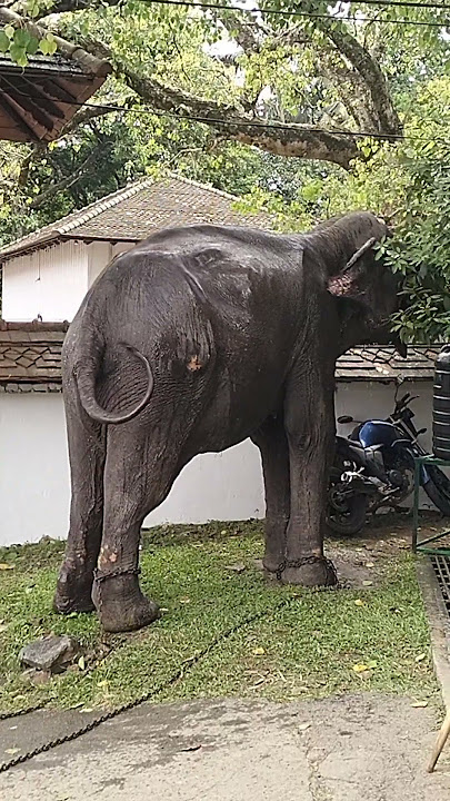 නුවරට හරි රස්නෙයි අප්පා....#elephant #daladamaligawa #viral