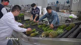 How Pineapple Sorting Line Works