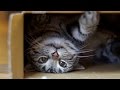 World  39 s funniest cats and their best moments – Funny cat compilation