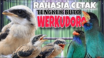 PALING DICARI!!!MASTERAN CENDET TENGKEK BUTO WERKUDORO FULL TEMBAKAN PANJANG RAHASIA CETAK CENDET