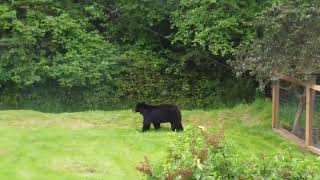 Bear & Cub by @VE7ED 214 views 1 year ago 10 minutes, 57 seconds