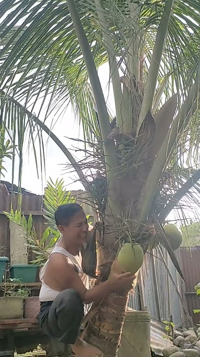 VIDEO LUCU MEMANJAT KELAPA #lucuviral #lucu #viralvideo #viralshorts