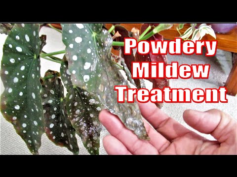 Video: Aster Powdery Mildew - Cách Xử lý Bệnh phấn trắng Trên Cây Aster