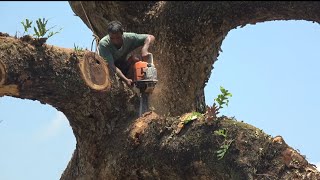 Pohon Trembesi monster yang mengerikan 3