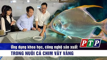 Ứng dụng khoa học, công nghệ sản xuất trong nuôi cá chim vây vàng | Truyền hình Phú Yên
