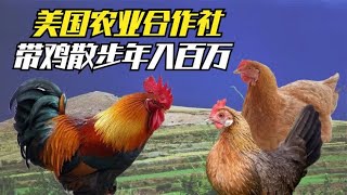 鸡粪为什么比养鸡赚钱？美国农业合作社天天带鸡散步，年入百万