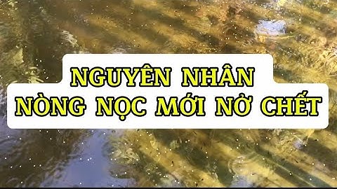 Nguyên nhân nòng nọc ếch chết khi mới ương, thuốc ương nòng nọc ếch | Cách ương ếch giống