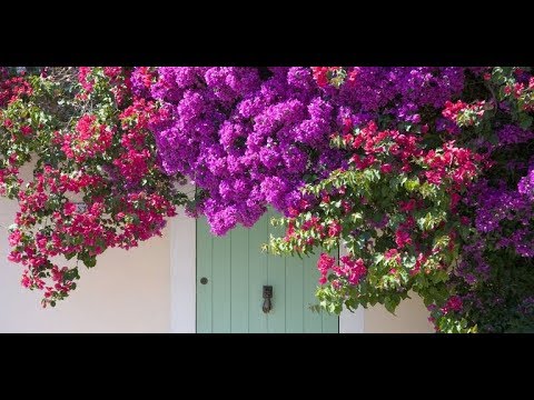 16 Fast-Growing Flowering Vines - Best Wall Climbing Vines to Plant