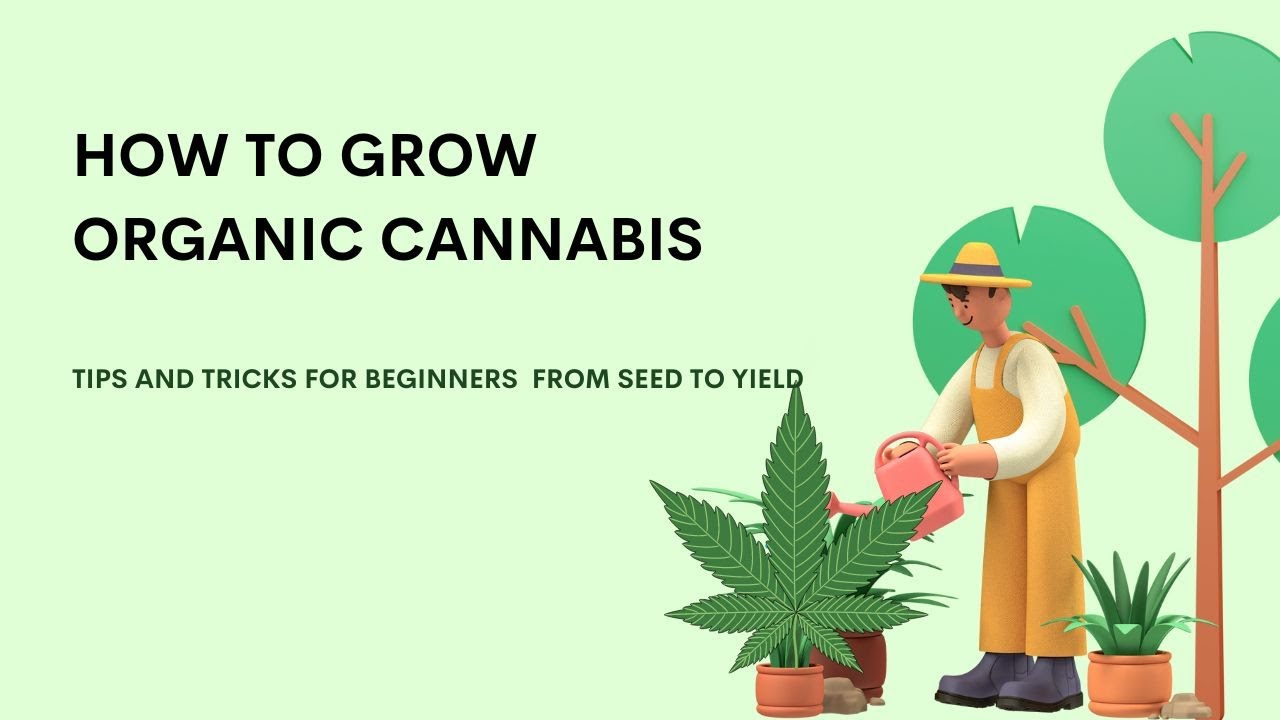 HOW TO GROW ORGANIC CANNABIS: Complete Guide From Seed To Yield