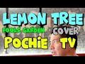 Lemon tree  fools garden cover pochie tv