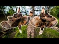 URBAN Turkey Hunting (10 Yard HEADSHOT) With A Bow