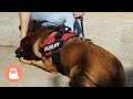 How to teach your dog the LIE DOWN command - The BEST TIPS