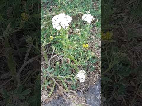 Video: Genus van meerjarige tropische kruidachtige planten Cymbopogon en anderen