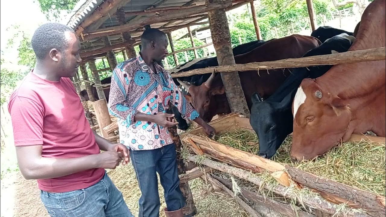 a-simple-and-cost-friendly-feedlot-unit-for-fattening-0700830886-youtube