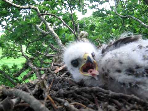 Video: Leopardí Mláďa Nájdené V Batožine Na Letisku V Indii