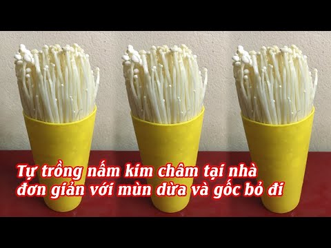 Video: Cách Trồng Nấm Cơm Giảm Cân