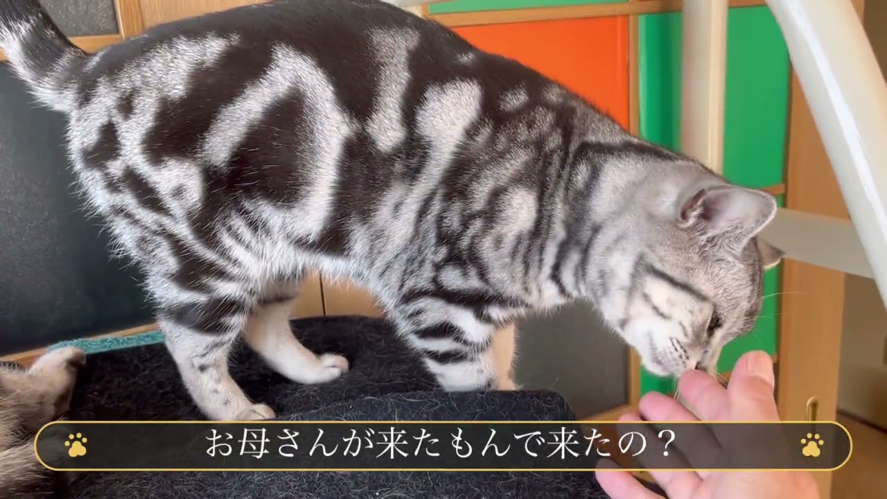 猫夫婦の日常