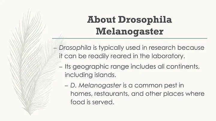D. Melanogaster | Veronica Glover
