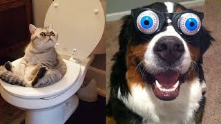 Try Not to Laugh - Funniest Dogs And Cats Video Compilation #7