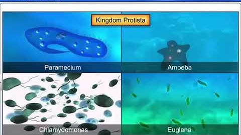 KINGDOM PROTISTA | animated video